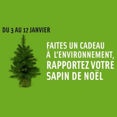 Collecte sapins